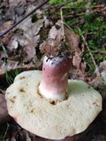 Xanthoconium purpureum image