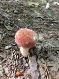 Xanthoconium affine image