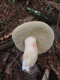 Xanthoconium purpureum image