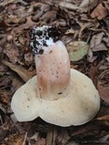 Xanthoconium purpureum image