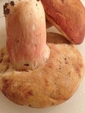 Xanthoconium purpureum image