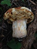 Xanthoconium purpureum image