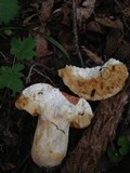 Xanthoconium purpureum image