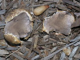 Scleroderma areolatum image