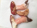 Xanthoconium purpureum image