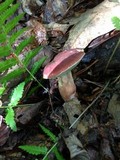 Xanthoconium purpureum image