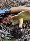 Suillus brevipes image