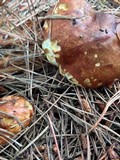 Suillus brevipes image