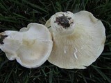 Lactarius piperatus image