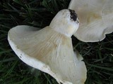 Lactarius piperatus image