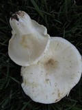 Lactarius piperatus image
