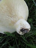 Lactarius piperatus image
