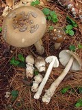 Amanita rhacopus image