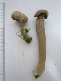 Laccaria vinaceoavellanea image