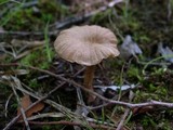 Laccaria vinaceoavellanea image