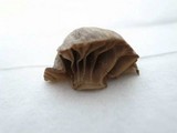Laccaria vinaceoavellanea image