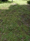 Laccaria vinaceoavellanea image