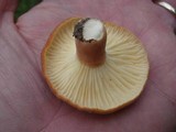 Lactarius hygrophoroides image