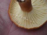Lactarius hygrophoroides image