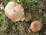 Tylopilus ferrugineus image