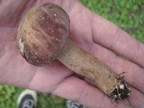 Tylopilus rubrobrunneus image