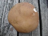 Tylopilus rubrobrunneus image