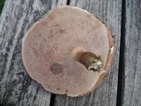 Tylopilus rubrobrunneus image