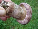 Tylopilus rubrobrunneus image
