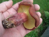 Baorangia bicolor image