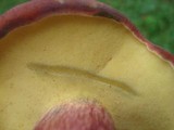 Baorangia bicolor image
