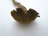 Inocybe quercina image