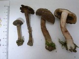 Inocybe quercina image