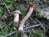 Inocybe quercina image