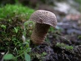 Inocybe quercina image