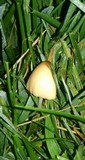 Conocybe apala image