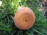 Lactarius volemus image