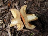Lactarius volemus image