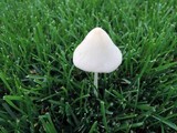 Conocybe apala image