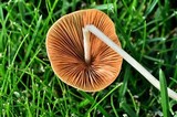 Conocybe apala image