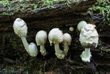 Coprinopsis variegata image