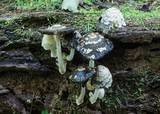 Coprinopsis variegata image