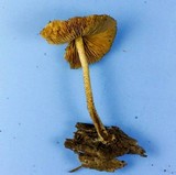 Pholiota granulosa image