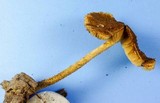 Pholiota granulosa image