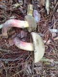 Caloboletus inedulis image