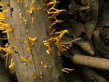 Calocera cornea image