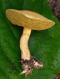 Suillus hirtellus image