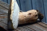 Boletus variipes image