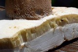 Boletus variipes image