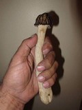 Morchella punctipes image