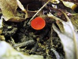 Sarcoscypha occidentalis image